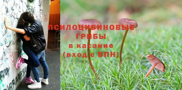 крисы Аркадак